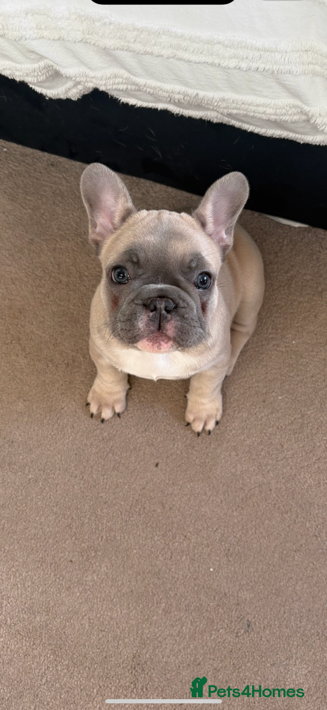 French Bulldog dogs for sale: French Bulldog Puppy  - Advert 8