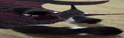 Mixed Breed cats for sale: 3 female kittens  in Gateshead - Advert 6