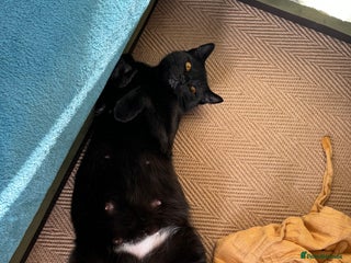 Mixed Breed cats Black and white kittens - Advert 8