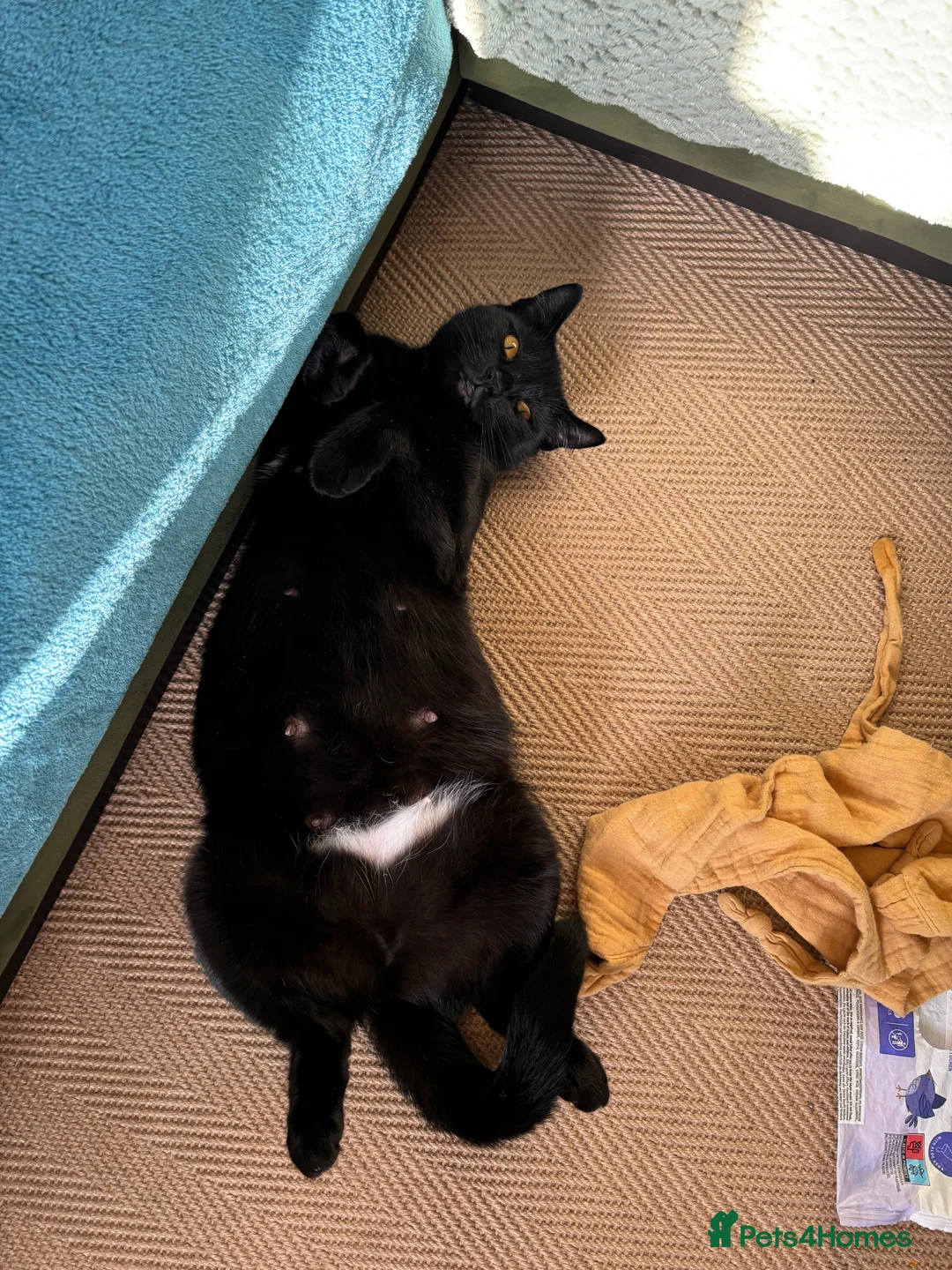 Mixed Breed cats for sale: Black cat  - Advert 1