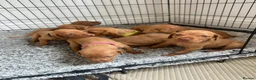 Hungarian Vizsla dogs for sale: Champion KC registered Hungarian Vizsla puppies  - Advert 9