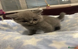 British Shorthair cats for sale: GCCF active mum and daughter blue BSH - Image 18