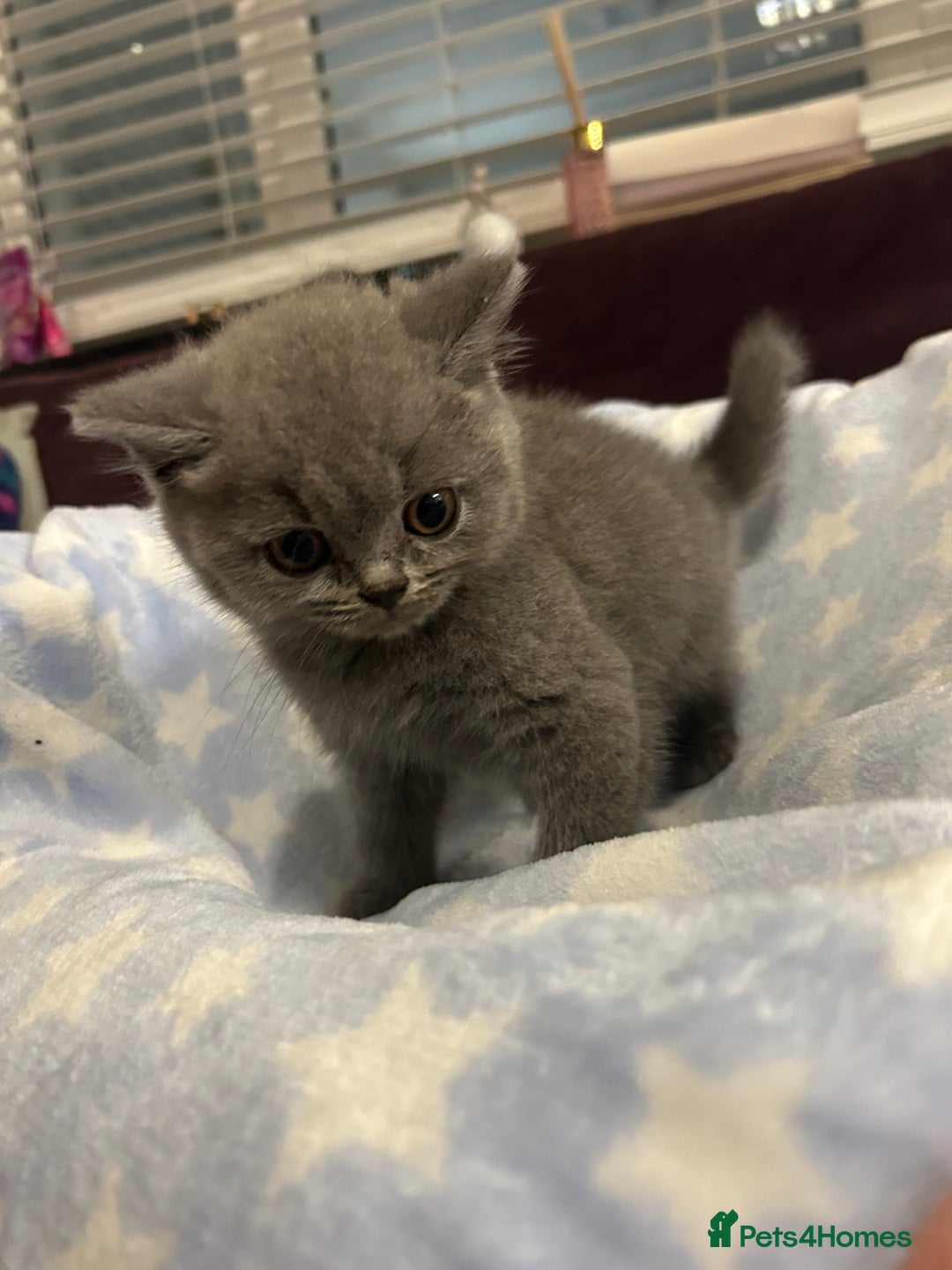 British Shorthair cats for sale: GCCF active mum and daughter blue BSH - Image 18