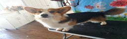 Welsh Corgi Pembroke dogs for stud: Kc reg Serbian import for stud in Blackwood - Advert 8