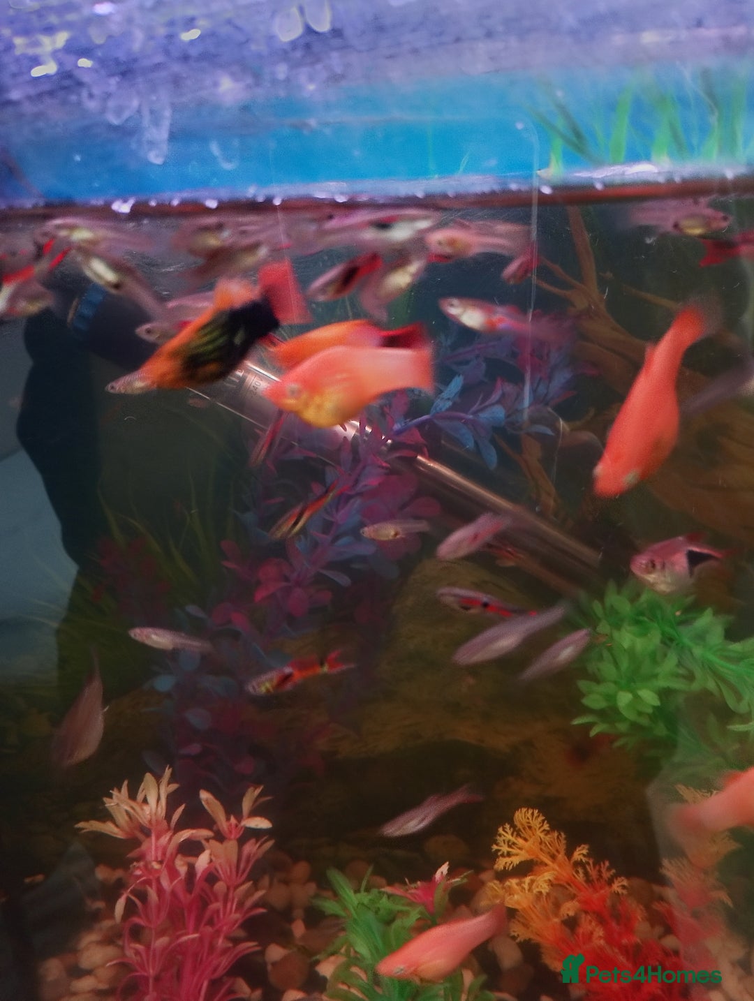 Mollies fish for sale: Young Mollies, endlers and cherry shrimp.  - Advert 6