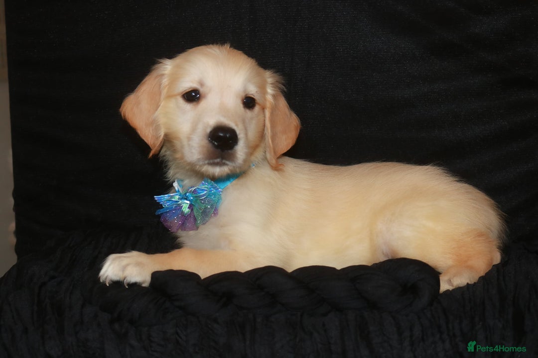 Golden Retriever dogs for sale: Ready to leave now 💕 fully vaccinated 🥰 - Image 5