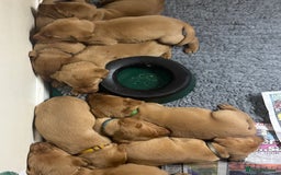 Labrador Retriever dogs for sale: KC Reg Health Tested Fox Reds Working Lines 4 Gen - Image 17