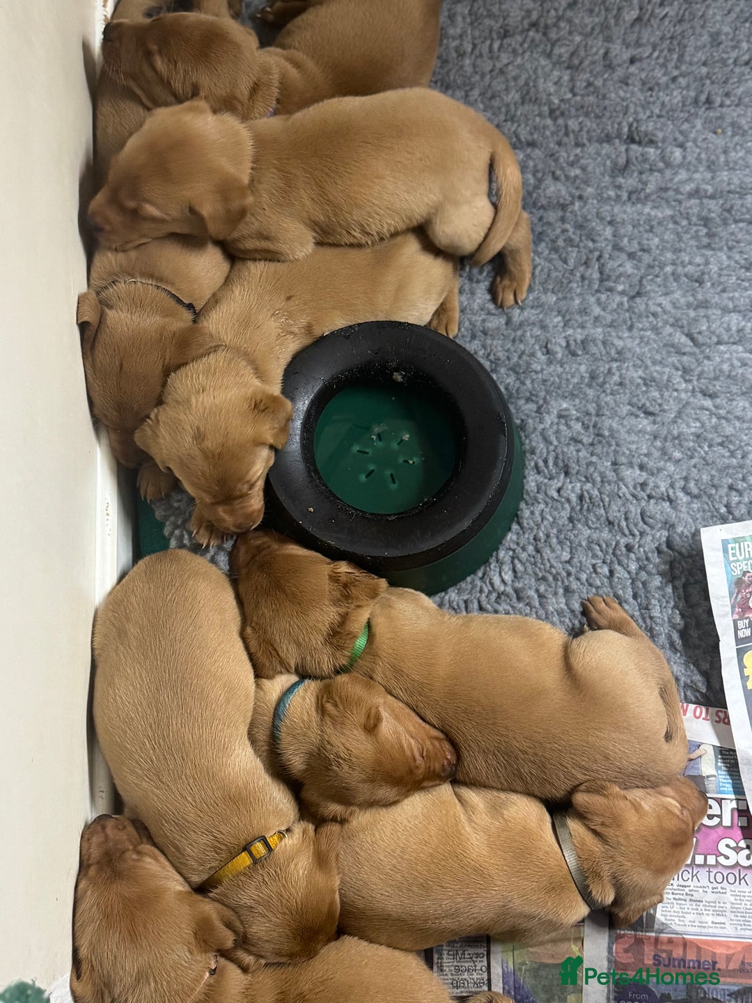Labrador Retriever dogs for sale: KC Reg Health Tested Fox Reds Working Lines 4 Gen - Image 17