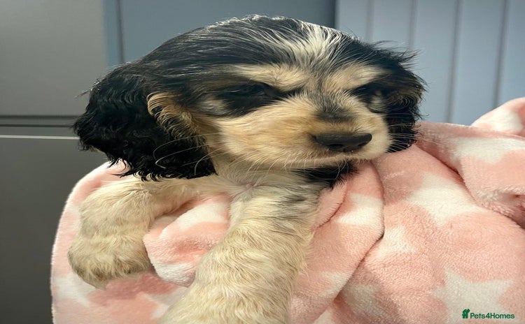 Cocker Spaniel dogs Fully health tested KC Cocker Spaniel puppies - Advert 9