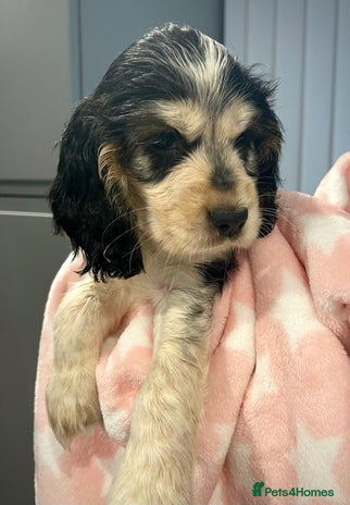 Cocker Spaniel dogs Fully health tested KC Cocker Spaniel puppies - Advert 1