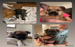 Mixed Breed dogs for sale: Follie (French bulldog / border collie) pups 4sale - Image 4