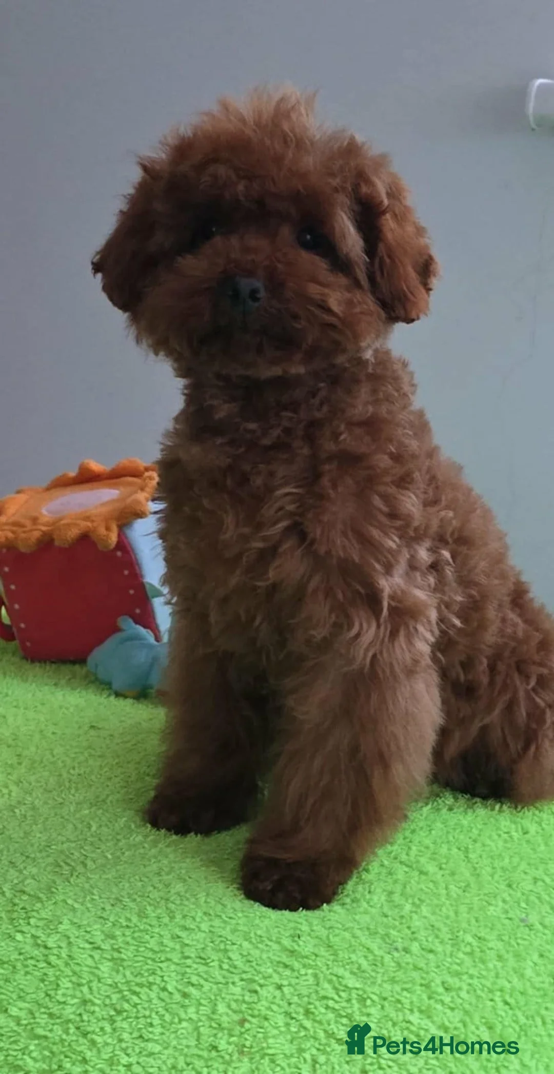Maltipoo dogs for sale: 6-Month-Old Maltipoo Puppies – Male & Female - Advert 11