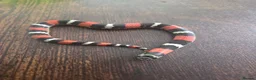 Mixed Breed reptiles for sale: Tri Colour Hognose Snakes  - Advert 9