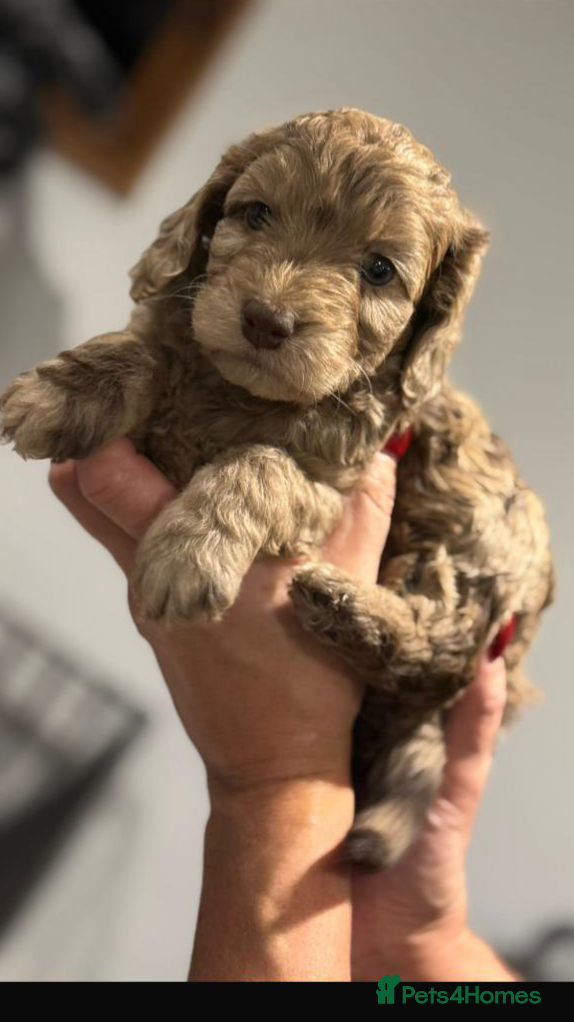 Cockapoo dogs F1 Cockapoo’s - Advert 14