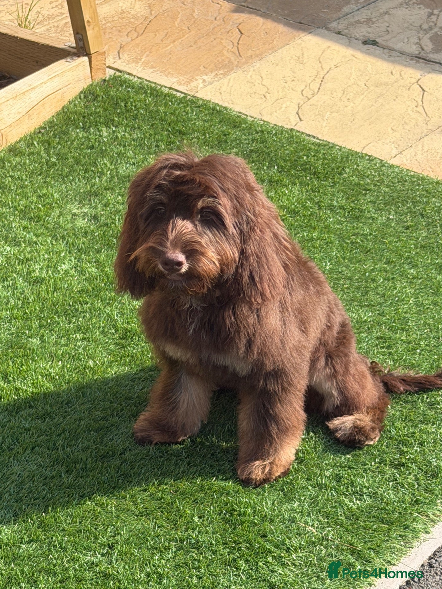 Cockapoo dogs for sale: This is max our 8 month old cockapoo - Advert 11