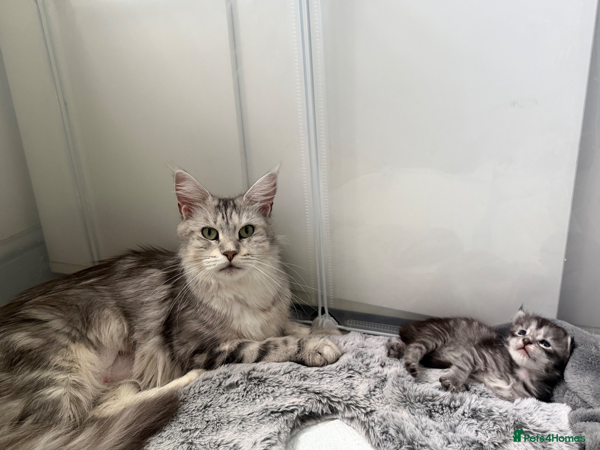 Maine Coon cats Silver Tabby mainecoon - Advert 2