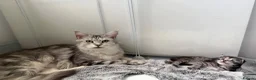 Maine Coon cats for sale: Silver Tabby mainecoon - Advert 1