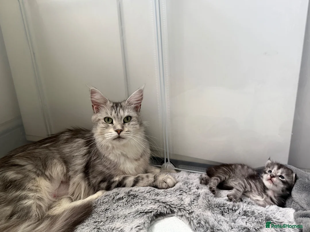 Maine Coon cats for sale: Silver Tabby mainecoon - Advert 1