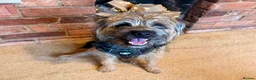 Border Terrier dogs for stud: Rusty – Proven, SLEM Clear Border Terrier Stud  - Advert 4