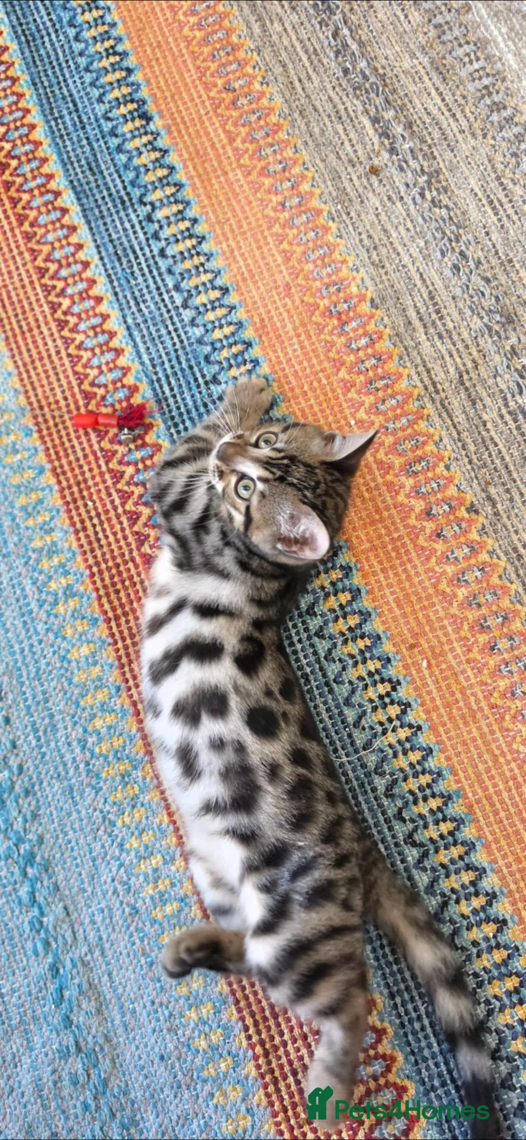 Bengal cats for sale: Bengal TICA registered kittens. - Advert 2
