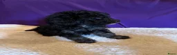 Toy Poodle dogs for sale: GORGEOUS Toy Poodles, DNA health tested parents  - Advert 39