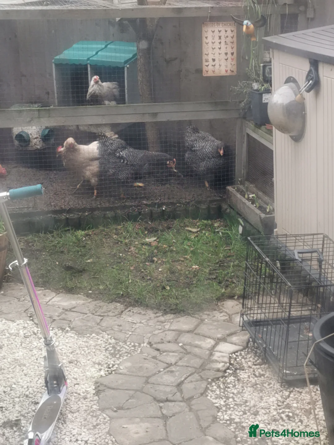 Hens poultry for sale: Plymouth rock hens x2 - Advert 1