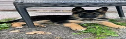 German Shepherd dogs for sale: German shepherd puppys  in Saint Austell - Advert 1