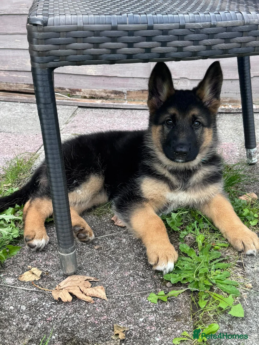 German Shepherd dogs for sale: German shepherd puppys  in Saint Austell - Advert 1