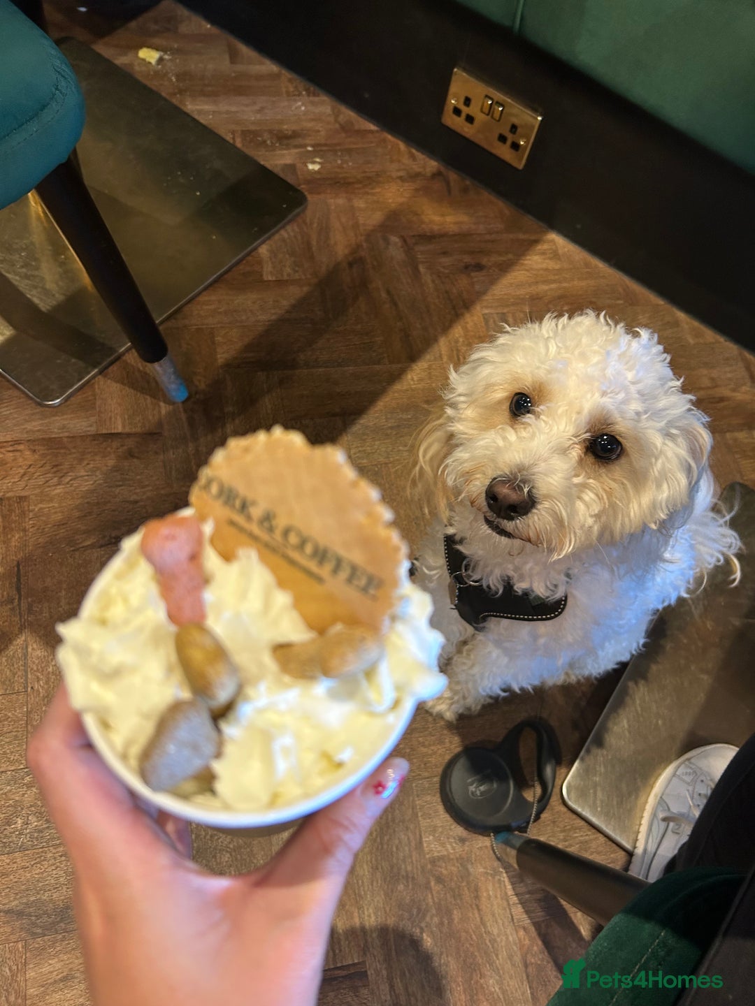Cavapoo dogs for sale: 1 year old Cavapoo - Image 2