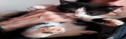 Persian cats for sale: Persian x kittens  - Advert 5