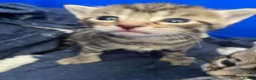 Mixed Breed cats for sale: beautiful litter of tabby kittens  - Advert 7