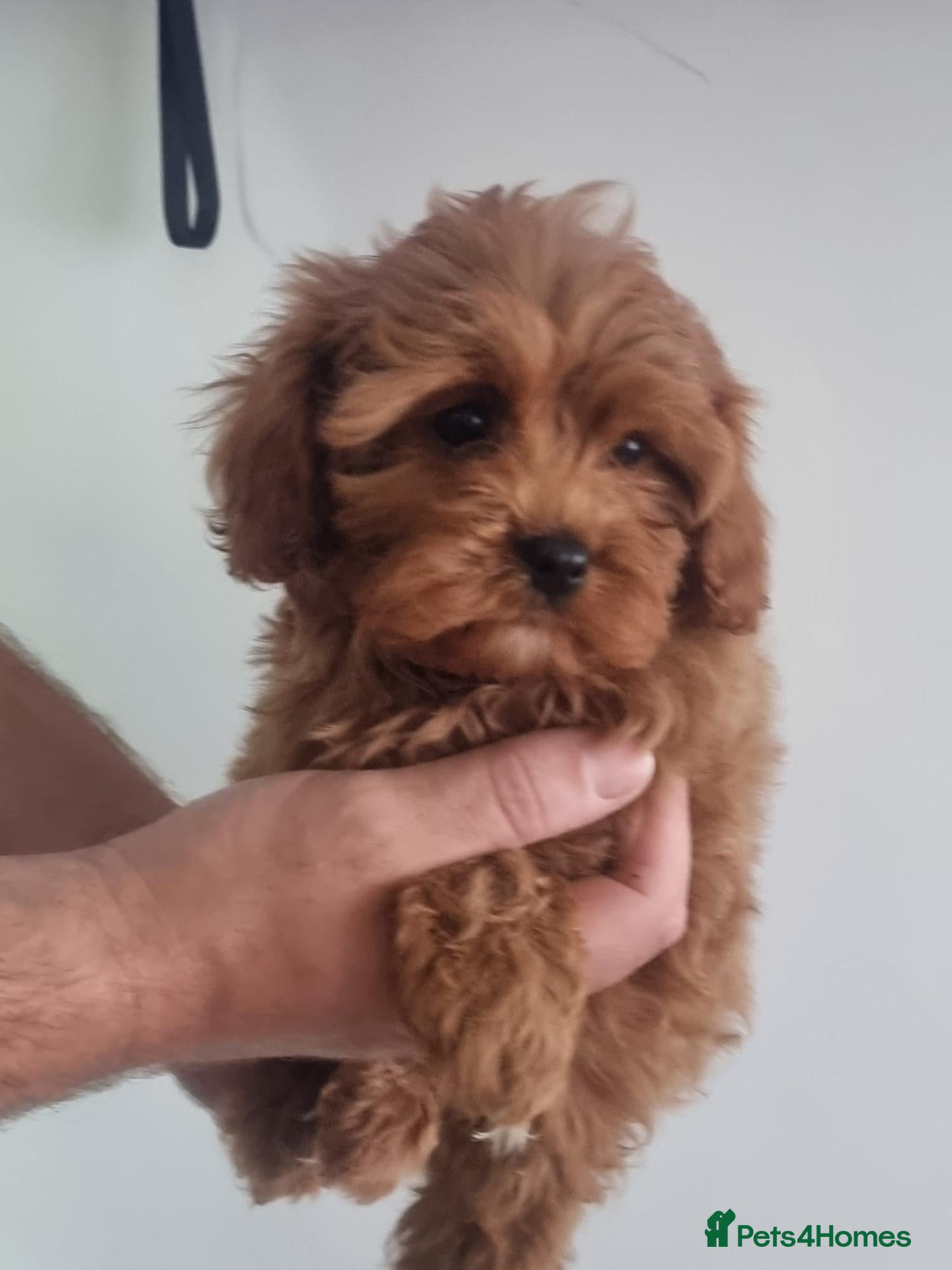 Cavapoo dogs for sale: Health tested cavapoos - Advert 2