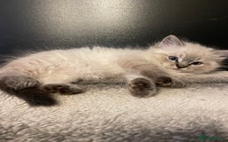 Ragdoll cats for sale: Last boy girl Hcm pkd so loving  playful cutie  - Image 12