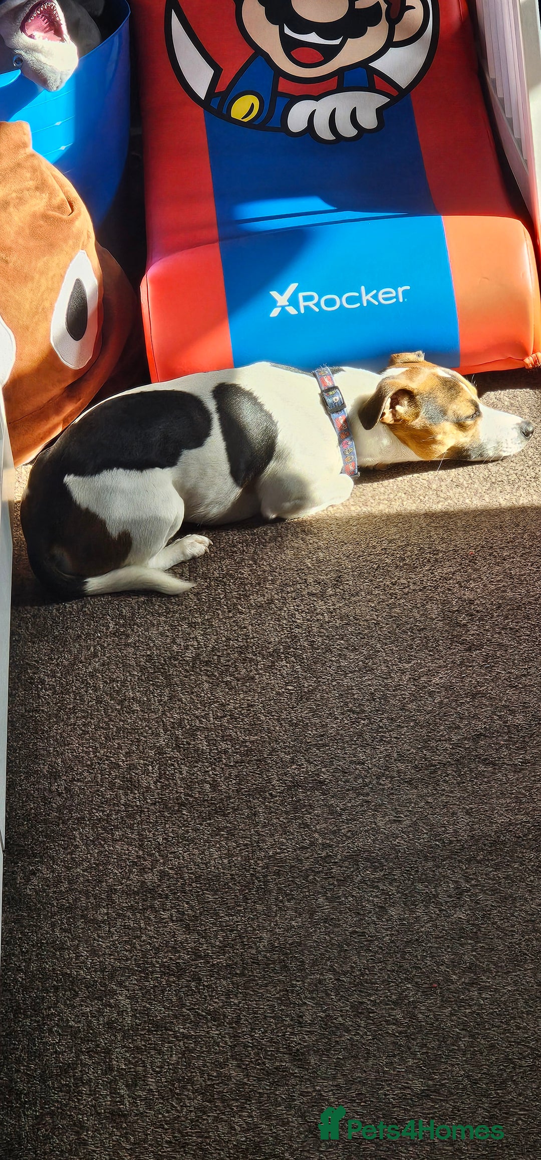 Jack Russell dogs for stud: Jack Russell Dog for Stud - Image 15