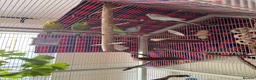 Budgerigars birds for sale: 5 Male Budgies for Good Home in Colchester - Advert 3
