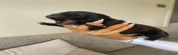 Staffordshire Bull Terrier dogs for sale: 6 Outstanding Staffs pups KC Reg  - Advert 31