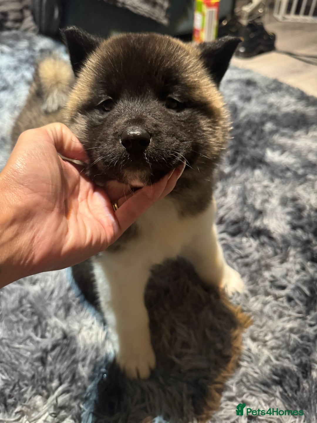 Akita dogs for sale: Bear faced American akitas puppies  - Advert 37