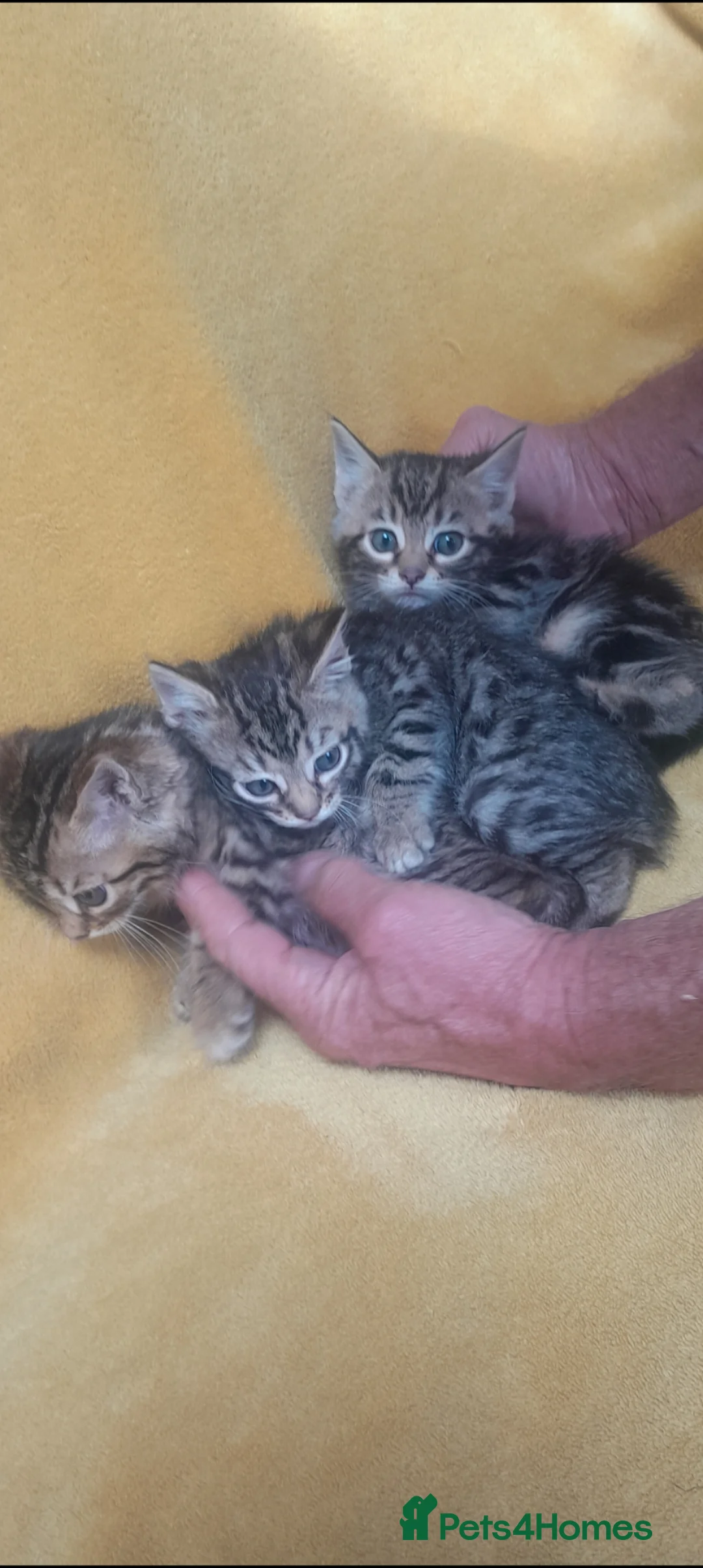 Bengal cats for sale: British Bengal kittens  - Advert 1