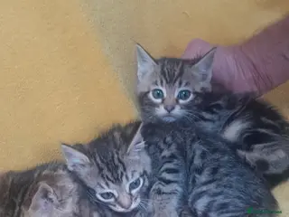 Bengal cats British Bengal kittens - Advert 3