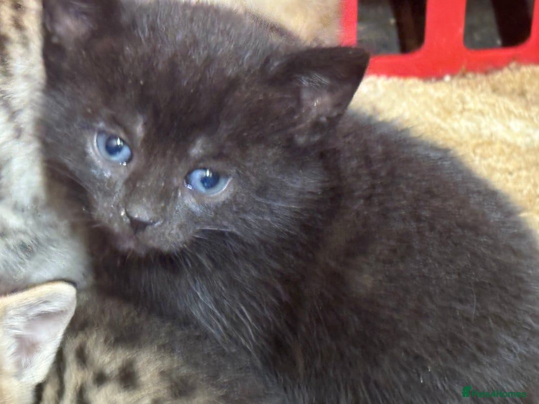 Mixed Breed cats for sale: Bombay x Bengal kittens  - Image 8