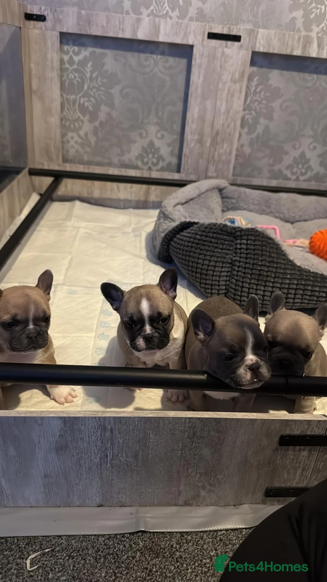 French Bulldog dogs for sale: 3 female french bulldog pups for sale  - Advert 6