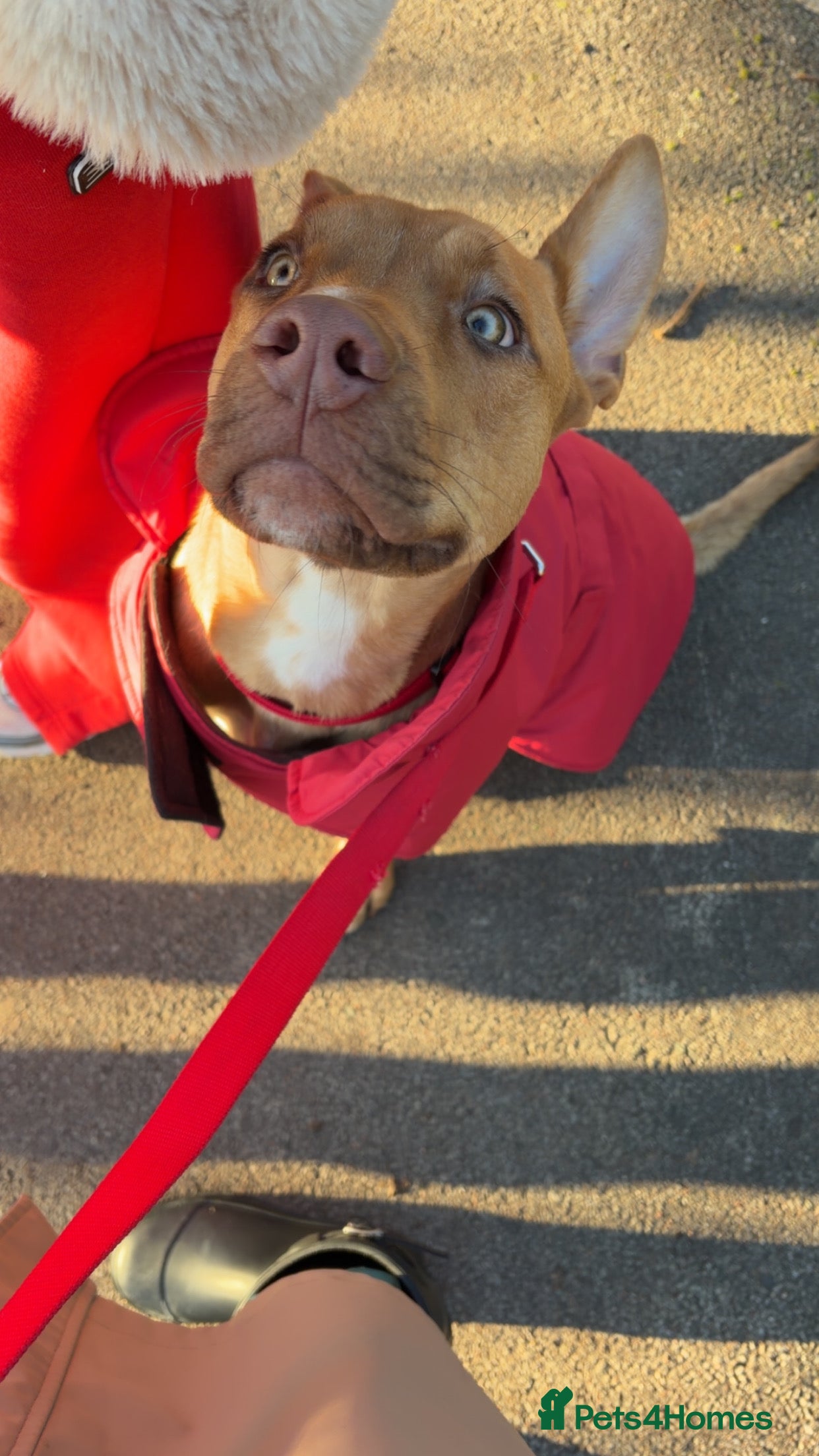 Mixed Breed dogs Skyla - Advert 3