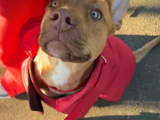 Mixed Breed dogs Skyla - Advert 1