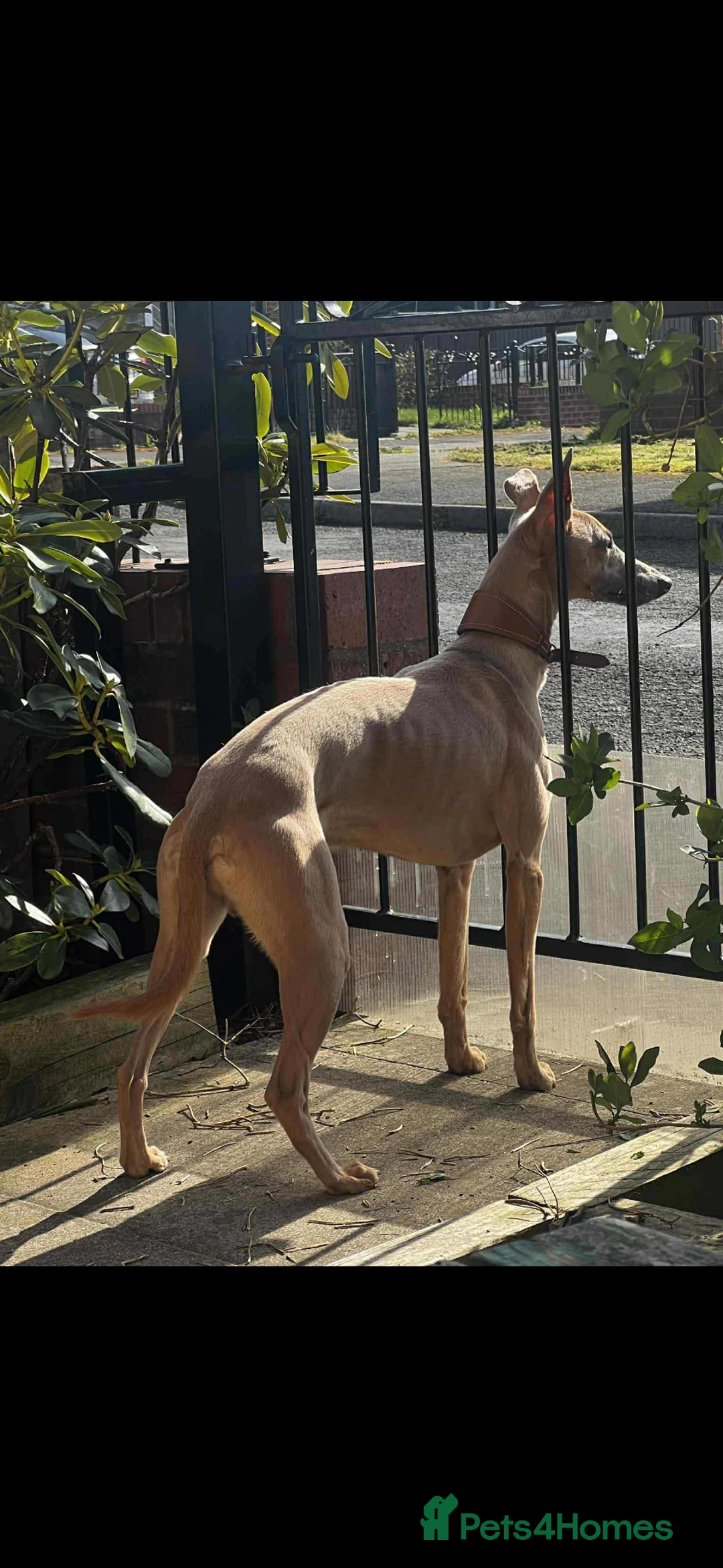 Whippet dogs for sale: SOLD -Male whippet puppy - Advert 3