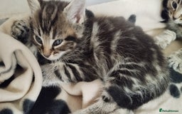 Mixed Breed cats for sale: Female tabby kitten - Image 5