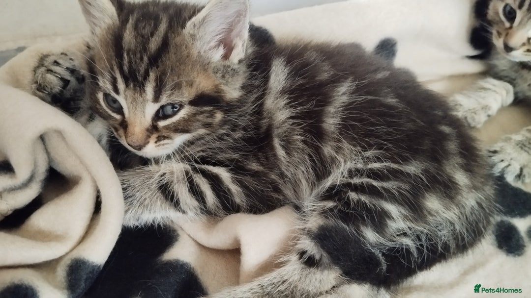 Mixed Breed cats for sale: Female tabby kitten - Image 5