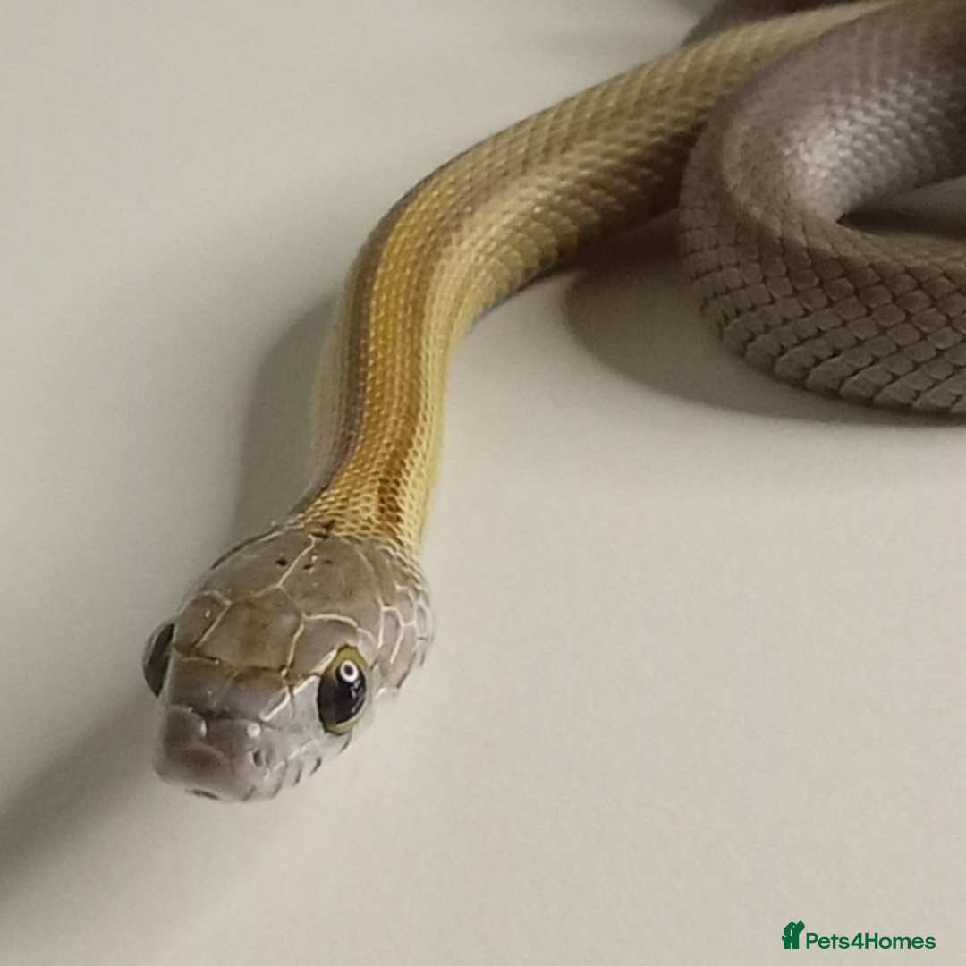 Corn Snake reptiles for sale: Corn Snakes Available UKCB25 - Advert 10