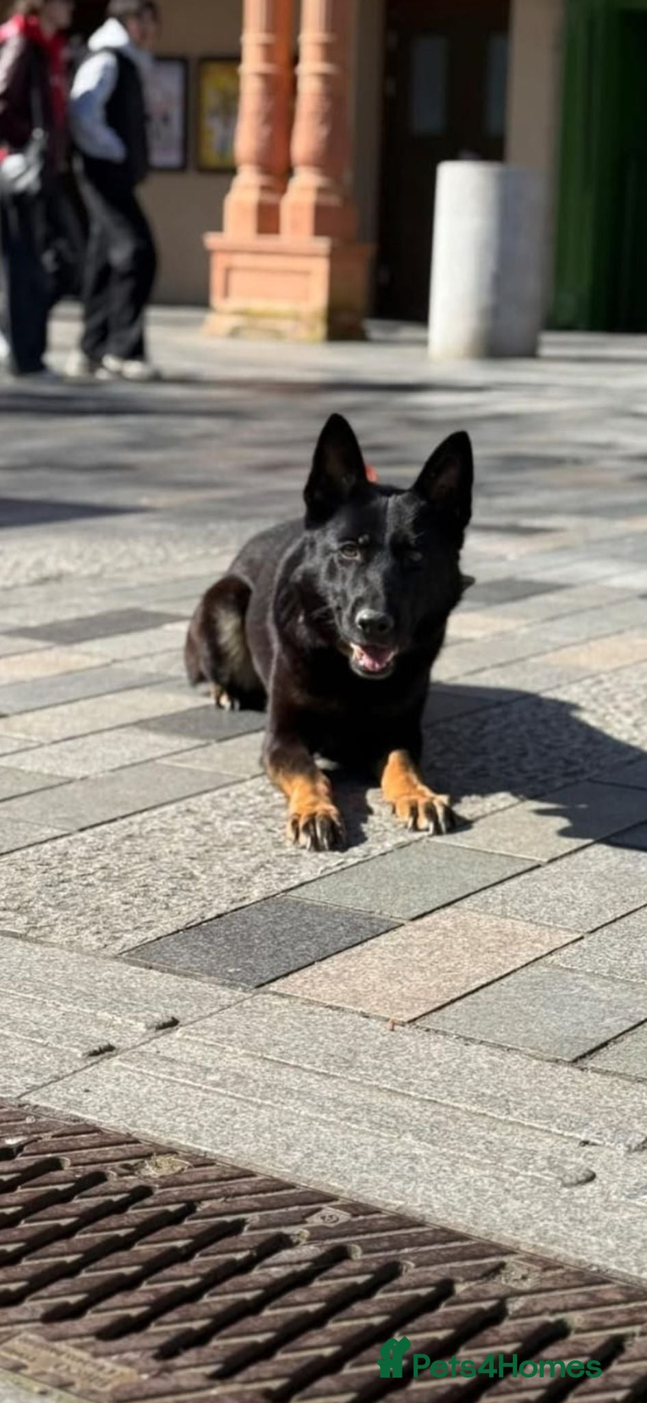 German Shepherd dogs Female german shepherd  - Advert 2