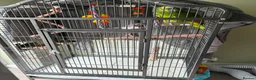 Parrots birds for sale: Blue fronted Amazon  in Shrewsbury - Advert 3