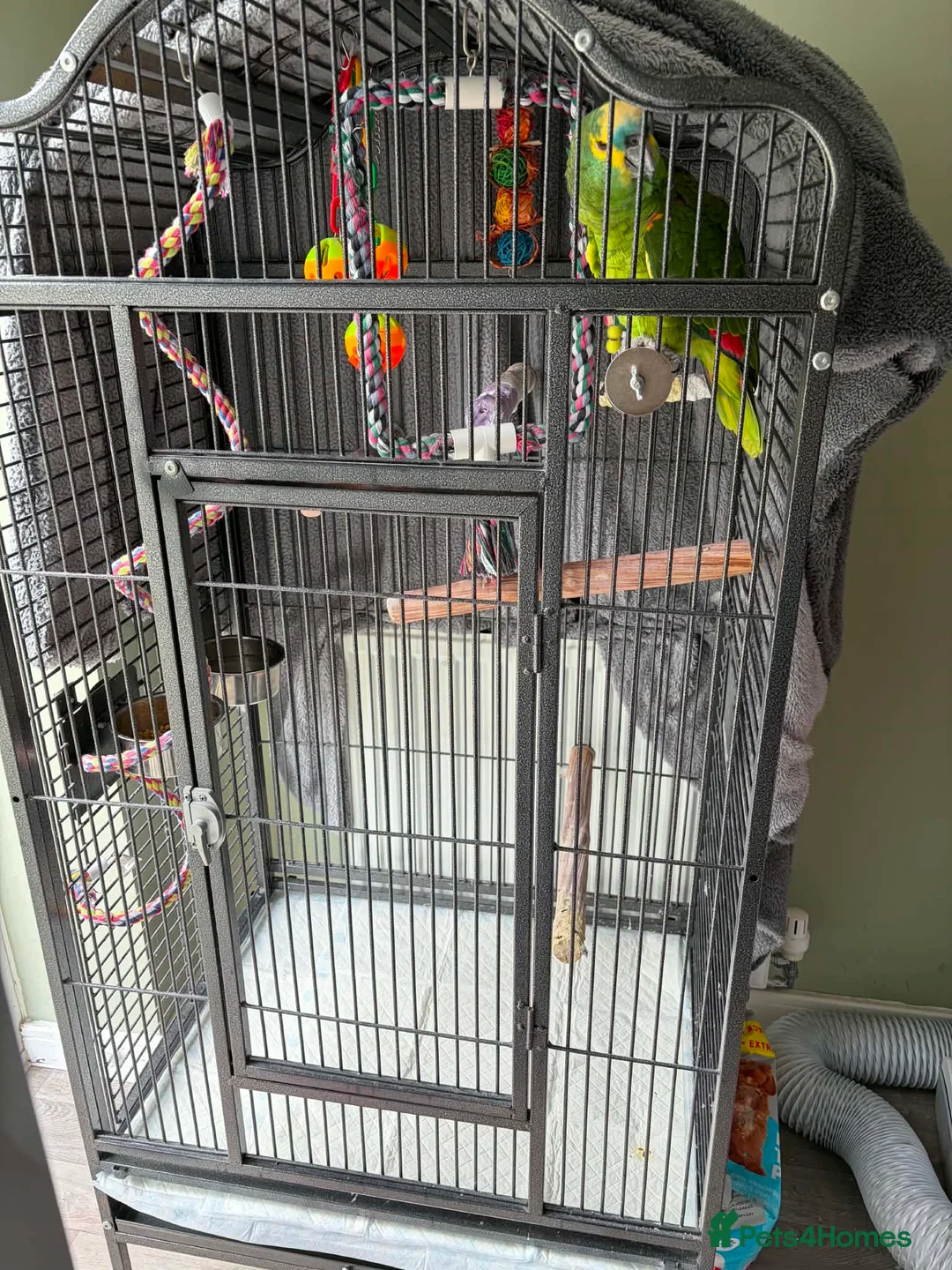 Parrots birds for sale: Blue fronted Amazon  in Shrewsbury - Advert 3